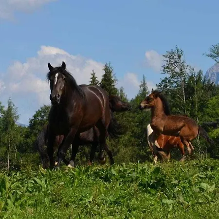 Hochkoenigblick At Bichlgut Бишофсхофен